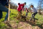Thumbnail for the post titled: Voedselbos Buitensingel in Duiven krijgt vorm: vrijwilligers planten 45 bomen en struiken
